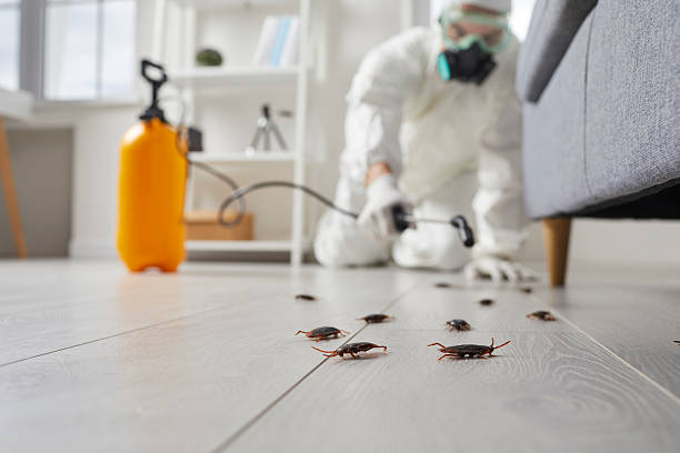 Affordable Termite Control solutions in Charleston, IL